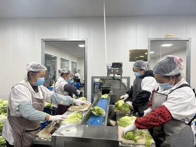 把新鮮蔬菜放入加工設備內進行清洗、切配等作業。